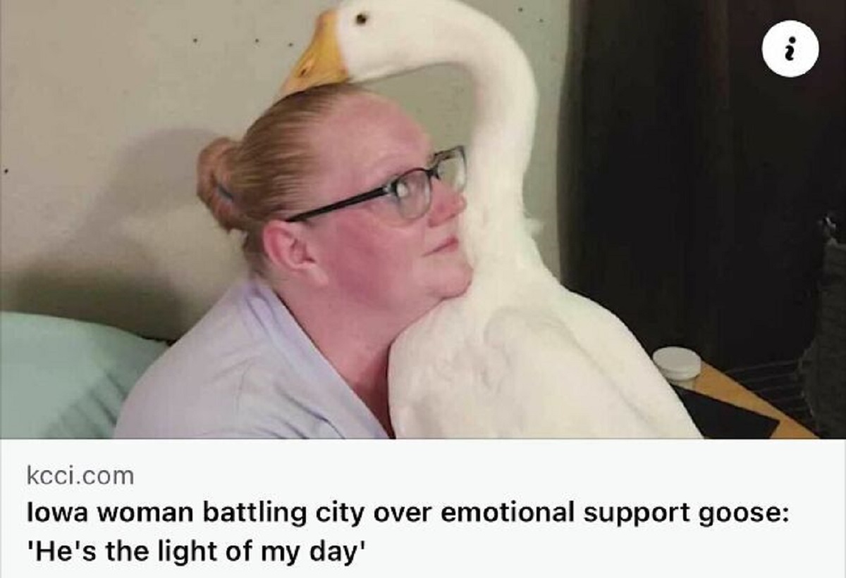 photo caption - i kcci.com Iowa woman battling city over emotional support goose 'He's the light of my day'