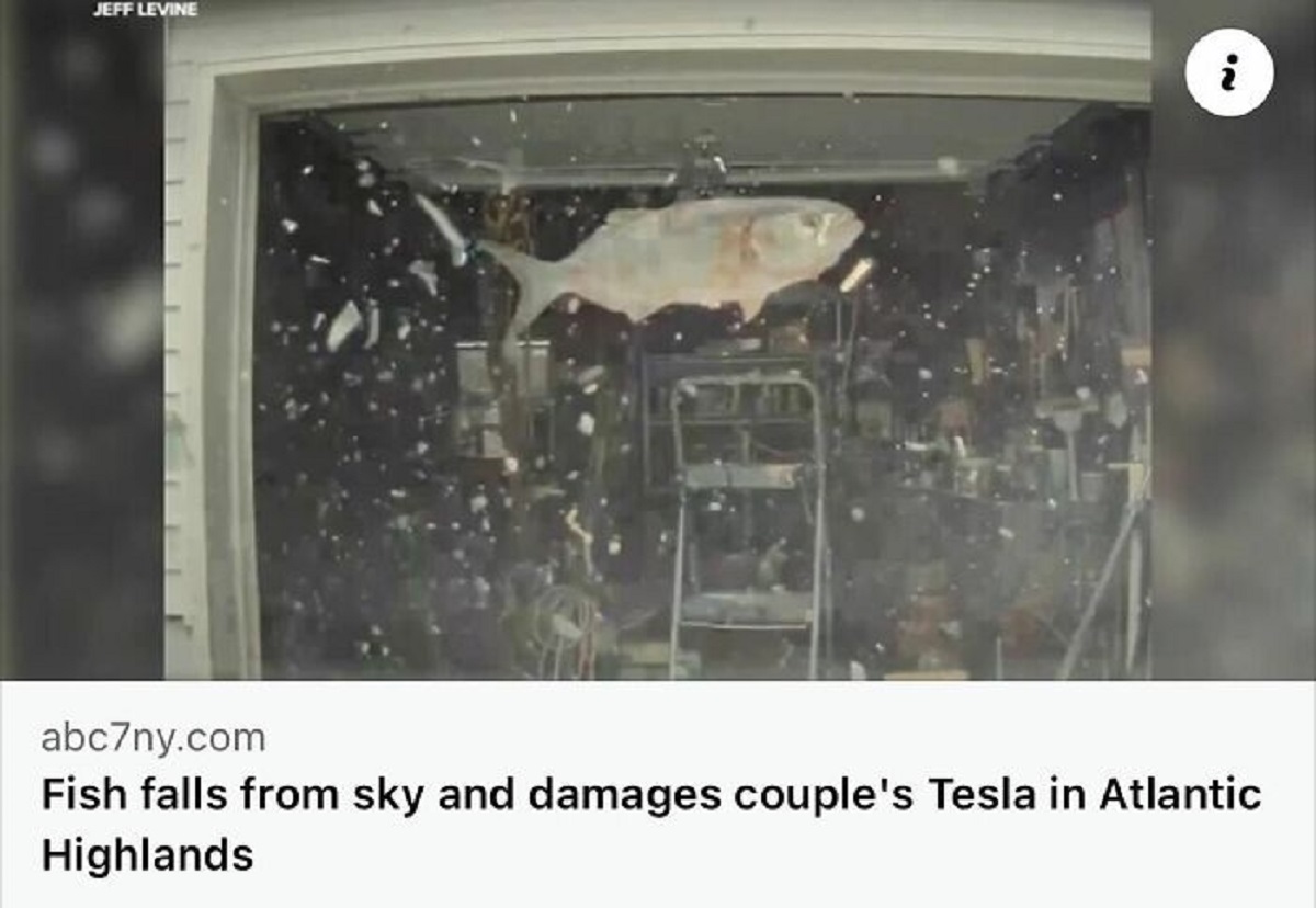 Fish - Jeff Levine 22 i abc7ny.com Fish falls from sky and damages couple's Tesla in Atlantic Highlands