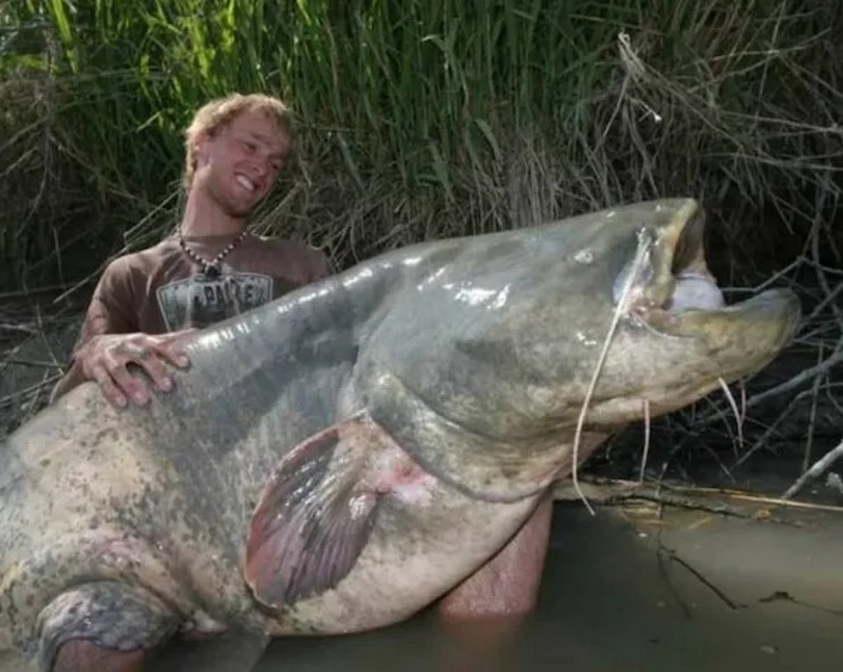 large fish in the yellow river