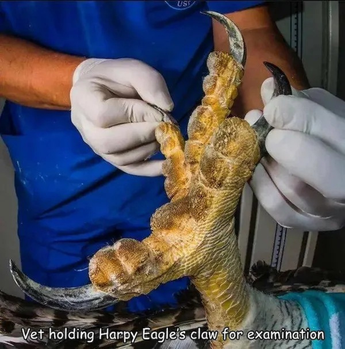 claws of harpy eagle - Usy Vet holding Harpy Eagle's claw for examination