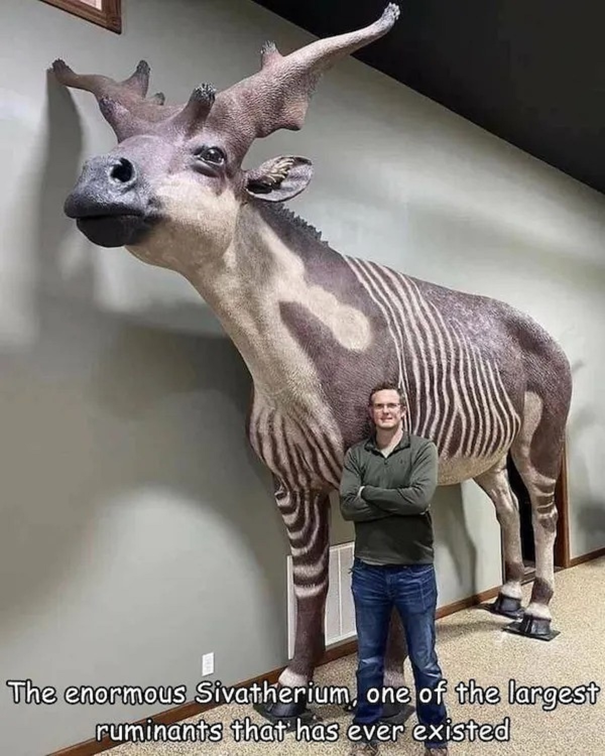 sivatherium okapi - The enormous Sivatherium, one of the largest ruminants that has ever existed