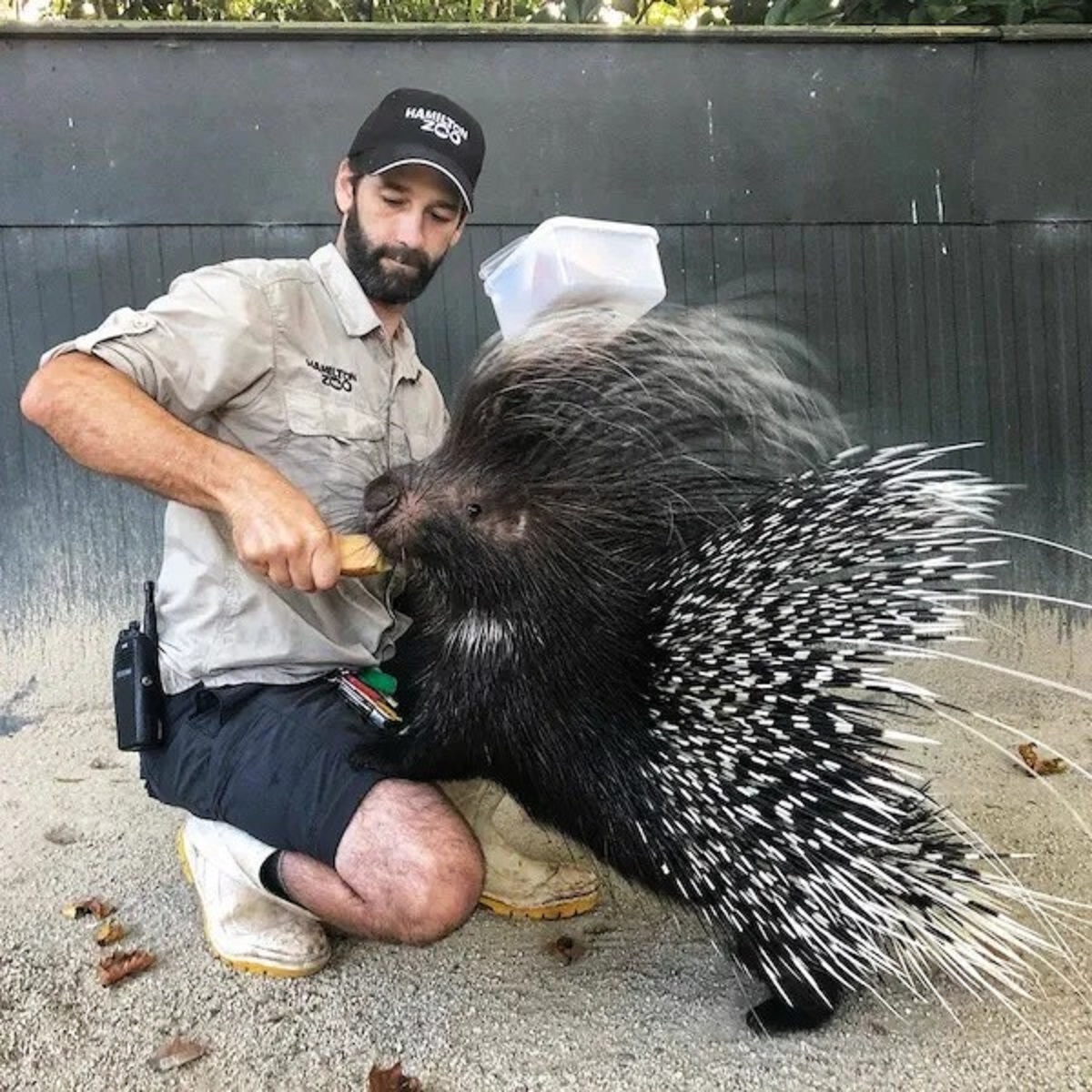 porcupine