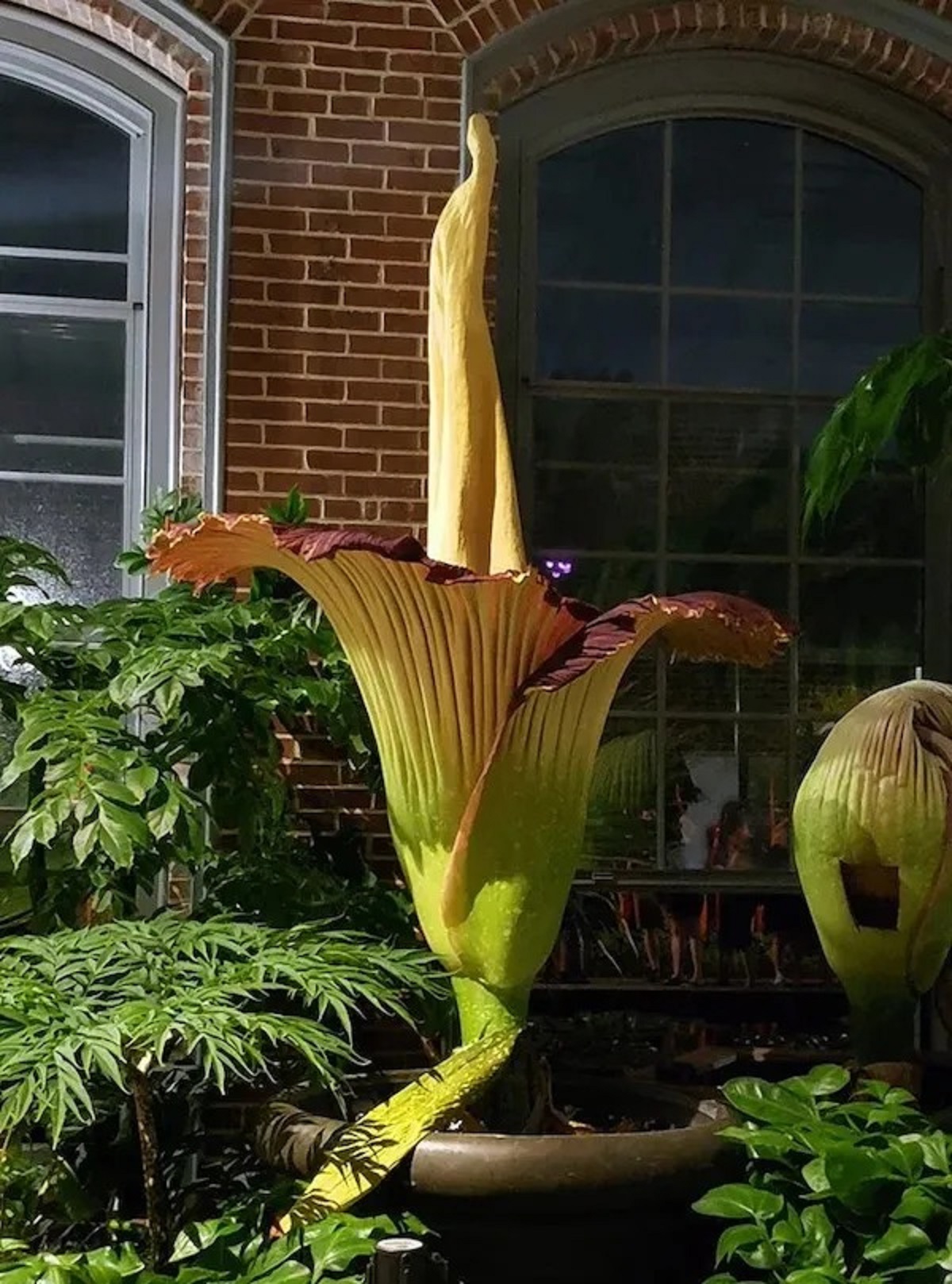 titan arum