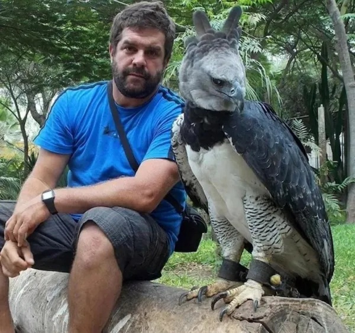 harpy eagle with human