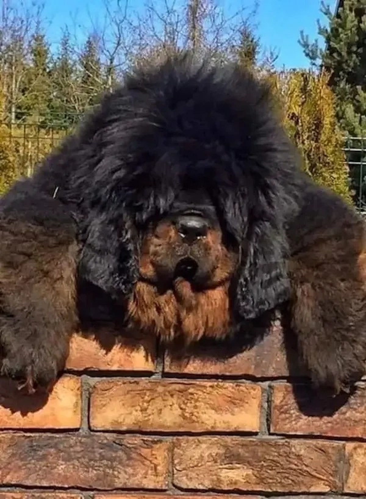 tibetan mastiff chao chao dog