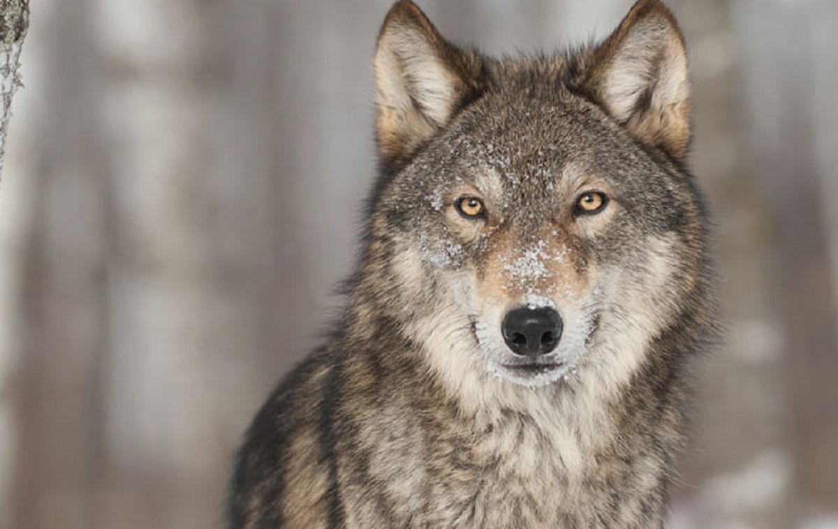 that ravens and wolves have formed a mutually beneficial relationship out in the wild. Ravens have been observed calling wolves to the site of dead animals so that the wolves will then open up the carcass and leave the scraps for the ravens once they're finished.