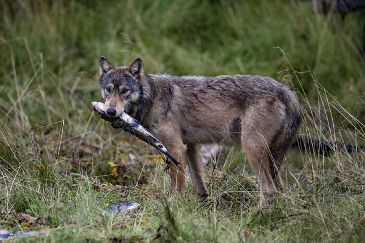 there is a group of wolves in British Columbia known as "sea wolves" and 90% of their food comes from the sea. They have distinct DNA that sets them apart from interior wolves and they're entirely dedicated to the sea swimming several miles everyday in search of food.