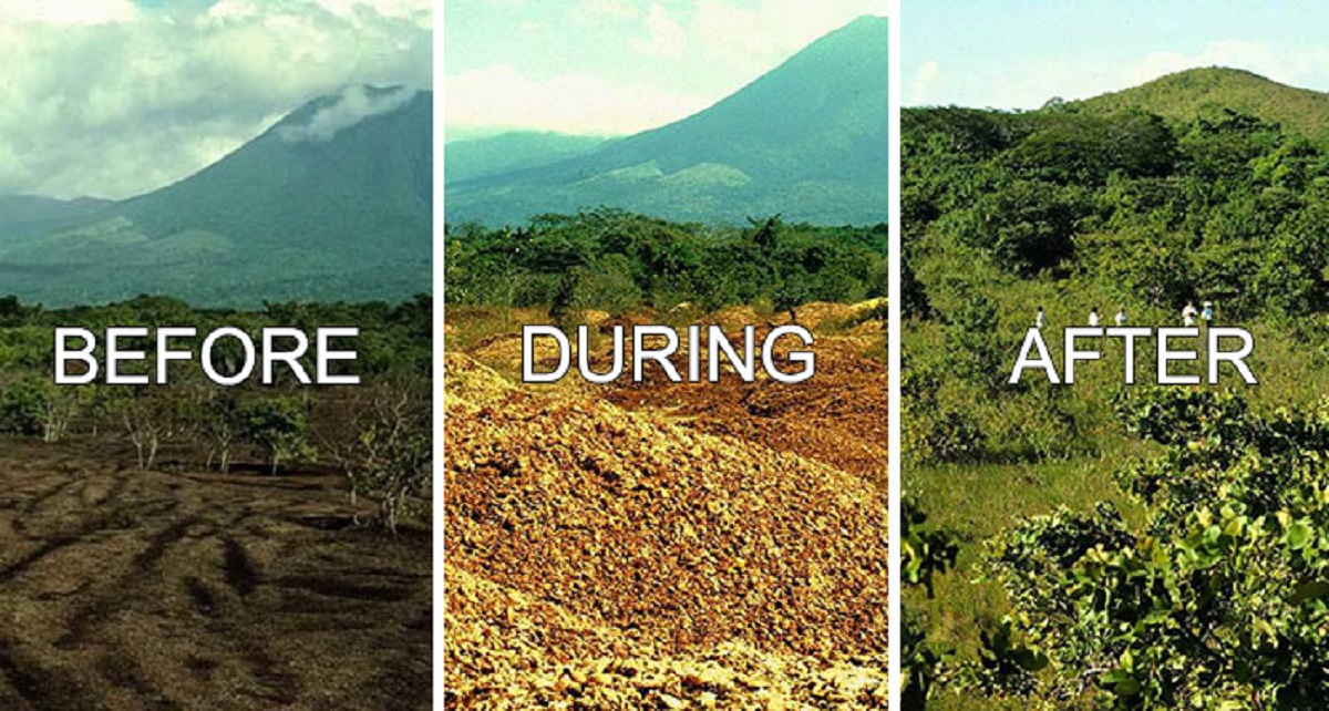 juice company dumped 12,000 tonnes of orange peels on virtually lifeless soil, 16 years later, it turned into a lush forest.