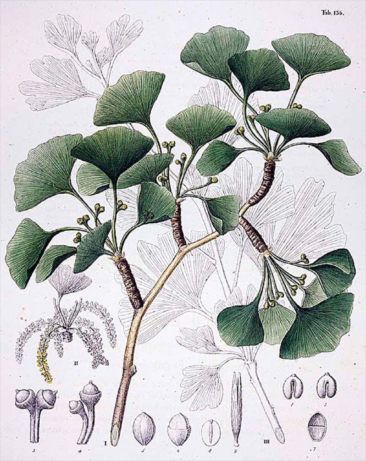 that the Ginkgo Tree is unique, not obviously related to any living plant; a “living fossil,”unchanged in 200 million years.