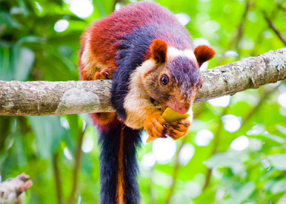 that in India, there is a species of giant squirrel that have multicoloured fur, with with varying shades of orange, maroon and purple. Their bodies measure 36in from head to tail – double the size of their grey relatives – and they can leap 20ft between trees.