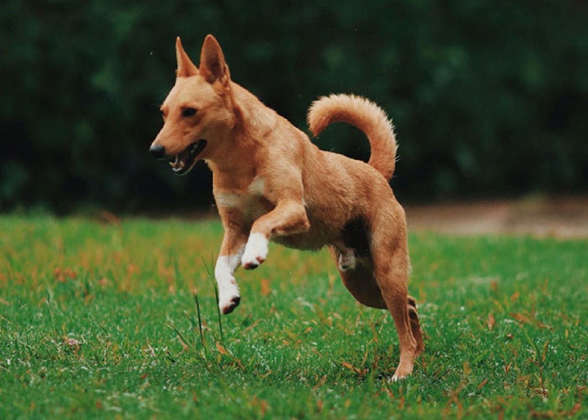 that anatomically dogs have two arms and two legs - not four legs; the front legs (arms) have wrist joints and are connected to the skeleton by muscle and the back legs have hip joints and knee caps.