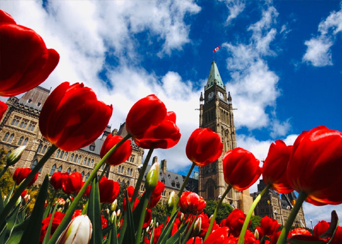 The Netherlands gives Canada 20,000 tulips every year as a thank you for protecting the Dutch royal family in WW2.