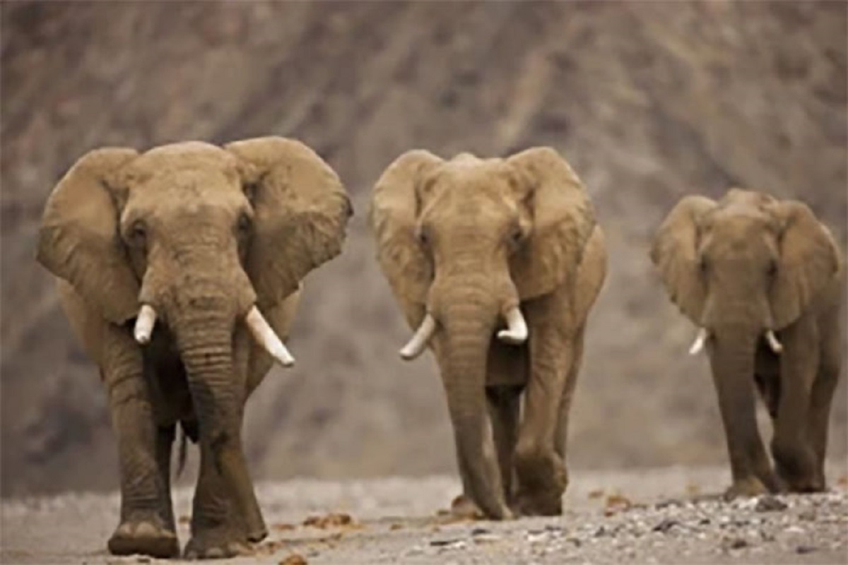 That elephants stay cancer free as they have 20 copies of a key tumor-fighting gene; humans have just one.