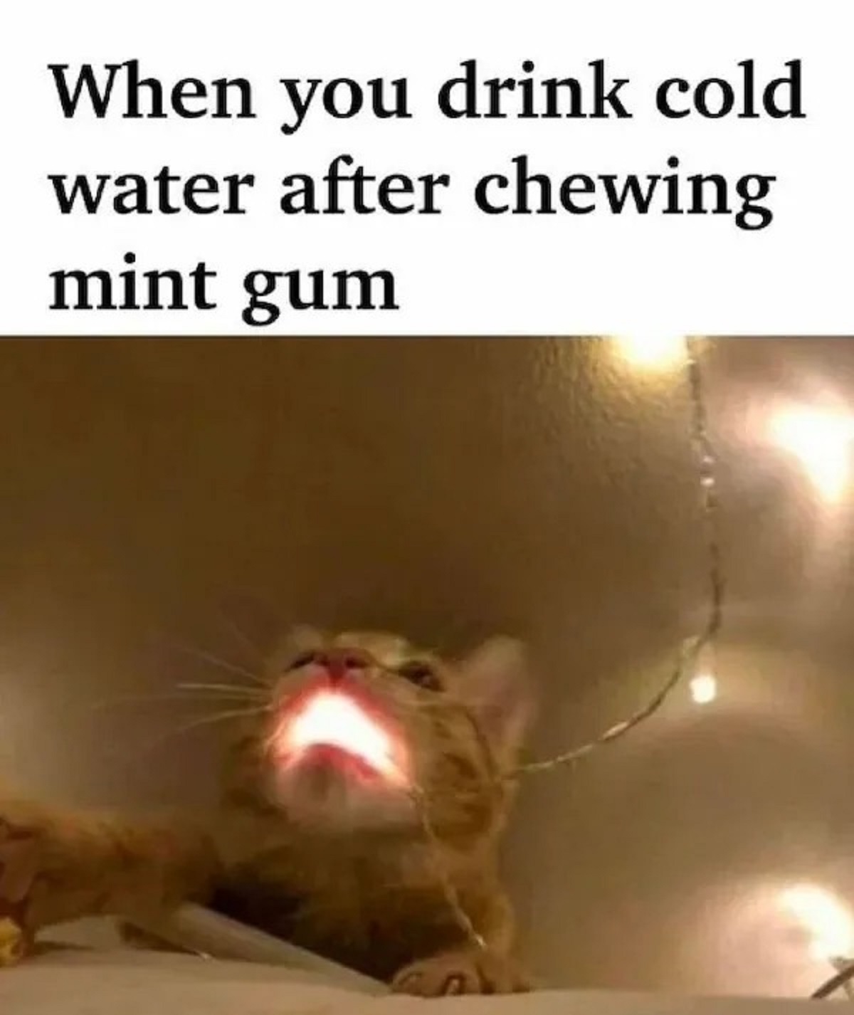 kitten - When you drink cold water after chewing mint gum