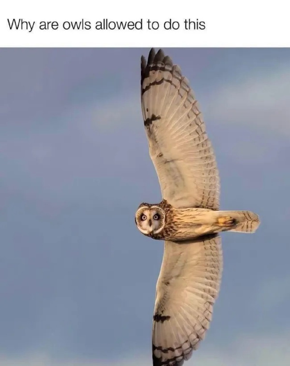 short eared owl wingspan - Why are owls allowed to do this