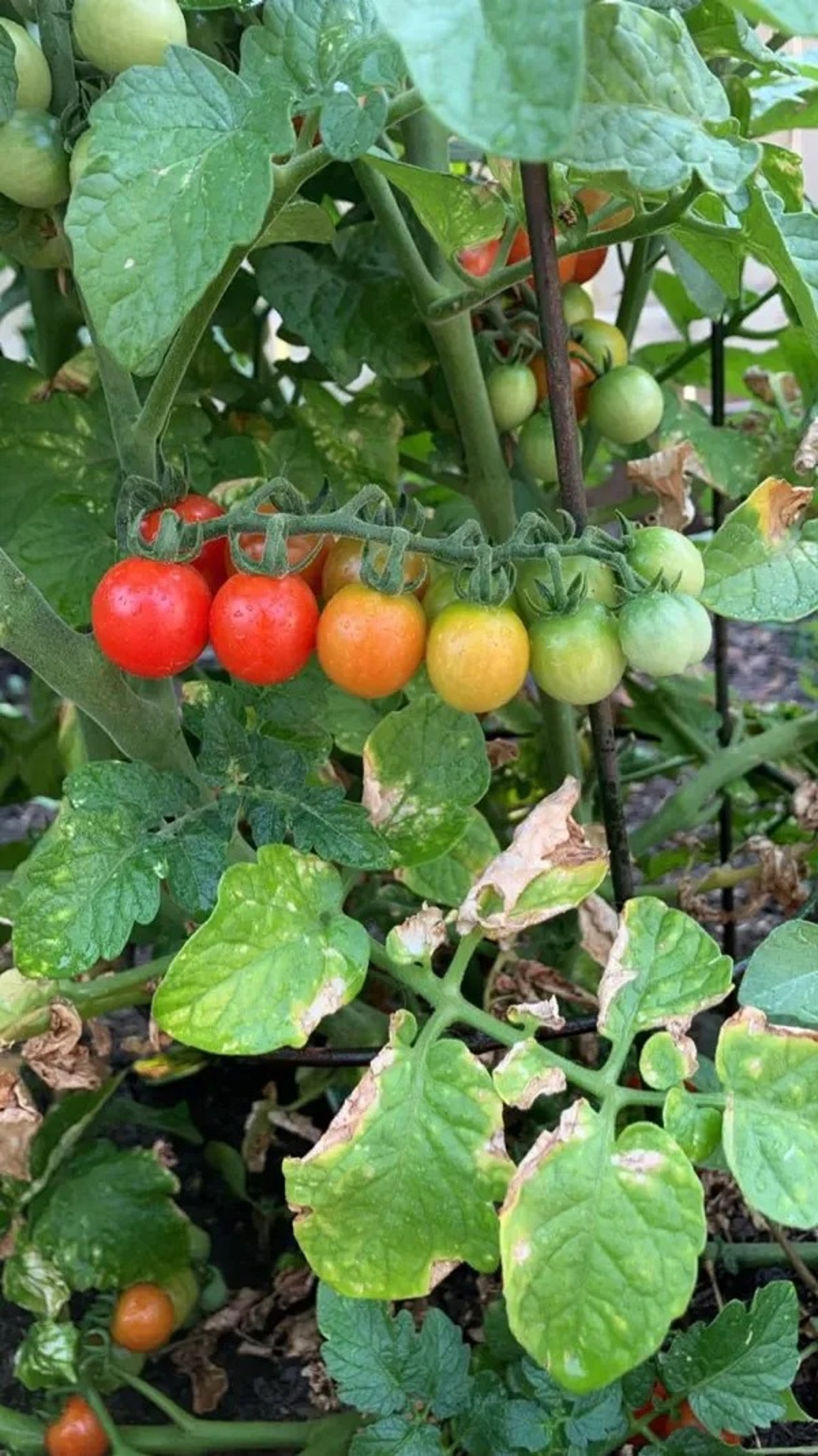 cherry tomatoes