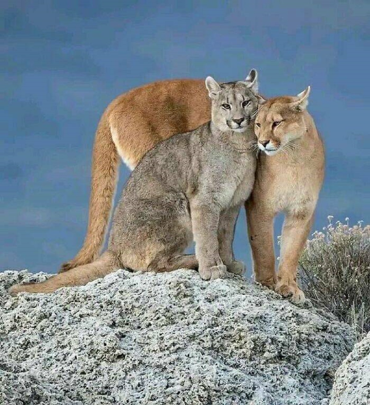 "Mountain Lion Couple"