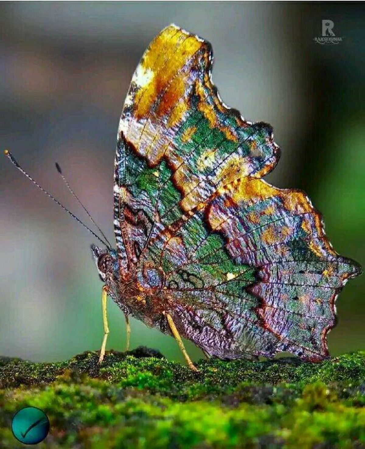 "The Blue Admiral Is A Nymphalid Butterfly, The Only Species Of The Genus Kaniska. It Is Found In South And Southeast Asia"