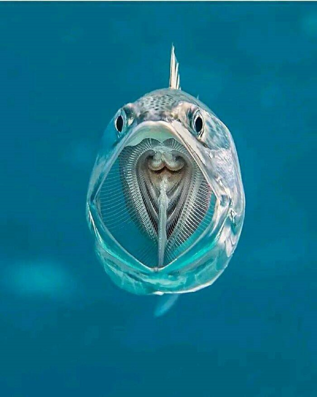 "A Mackerel With An Open Mouth"