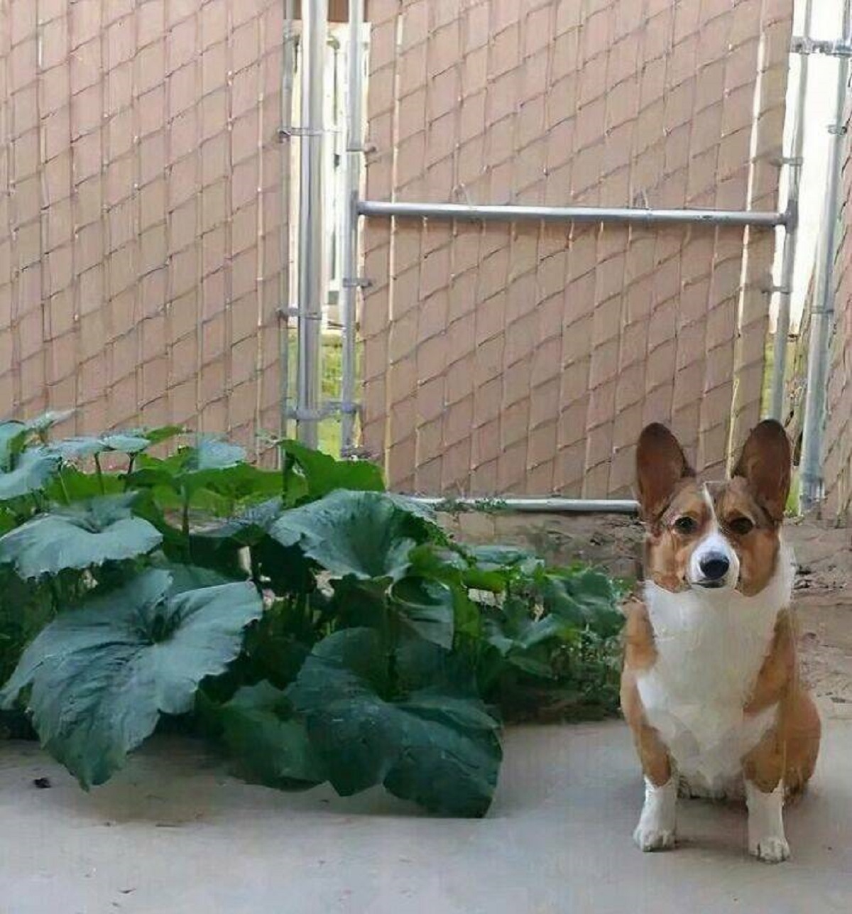 "She Ate Pumpkin Seeds, Pooped Them Out, And They Started Growing. Here She Is Sitting Next To Her Work"