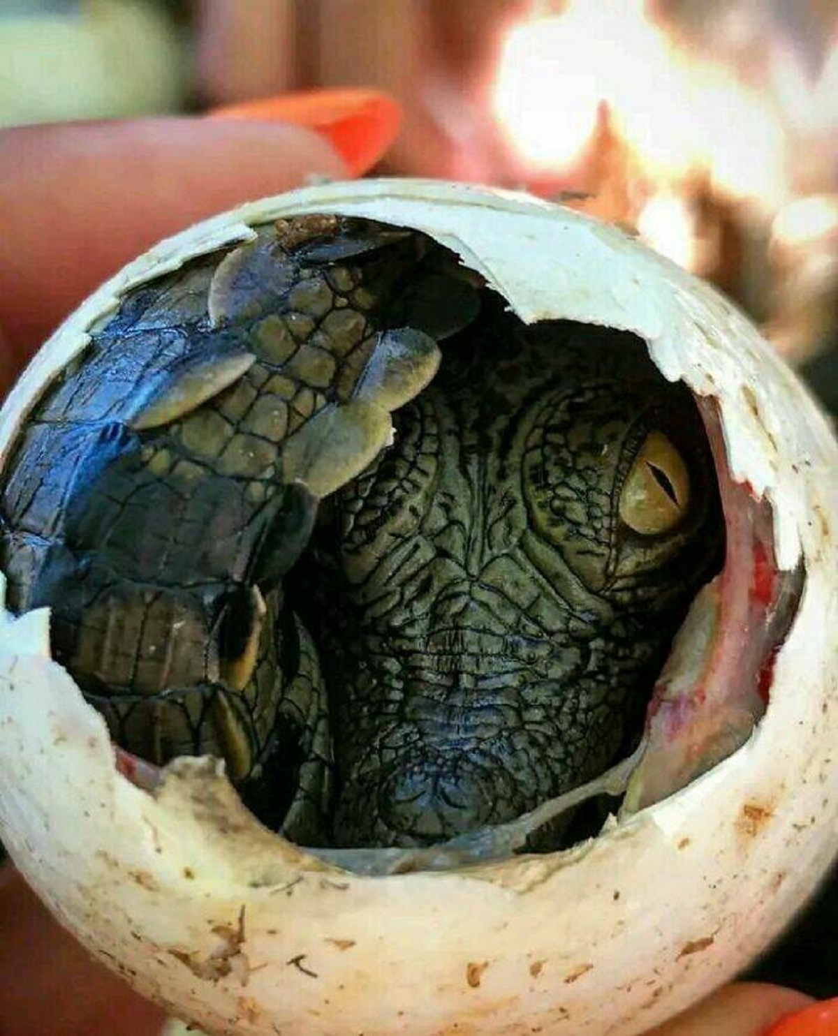 "Nile Crocodile Peeking Through Its Eggshell"