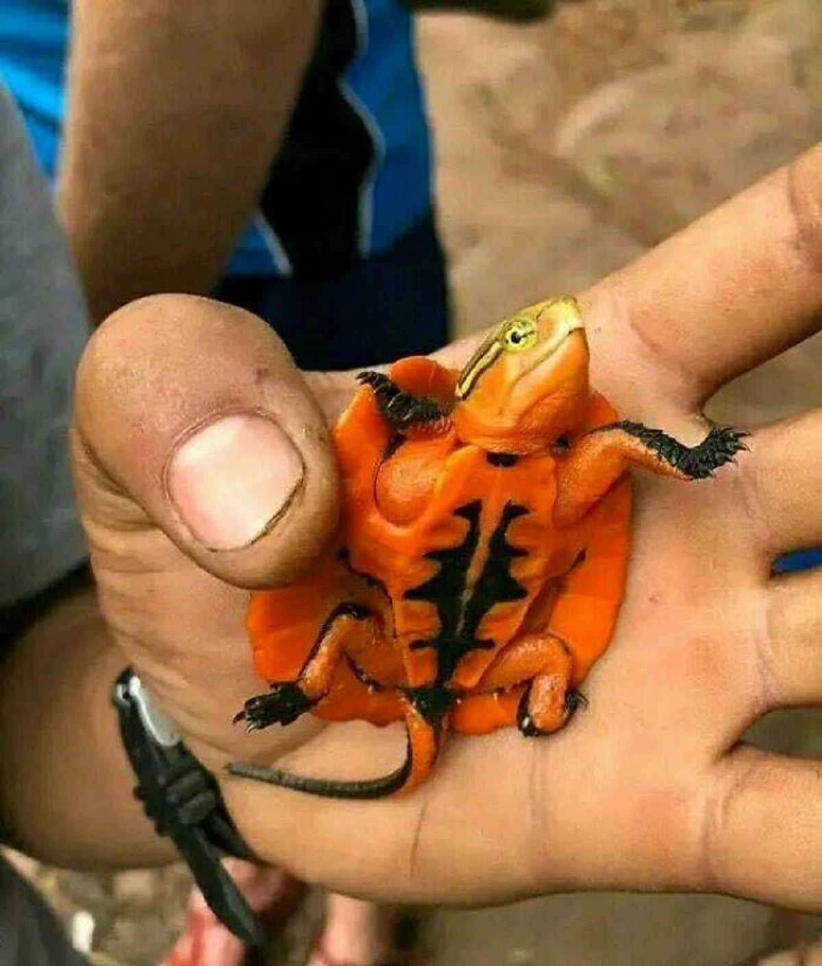 "Orange Turtle Found In The Vietnamese Jungle"