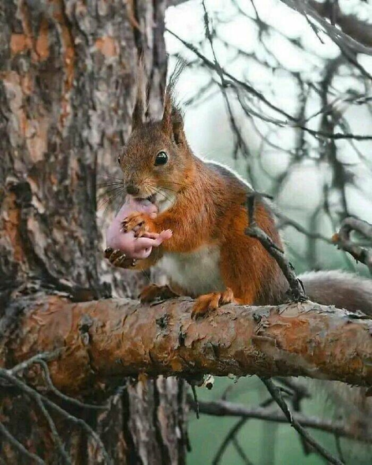 "Squirrel With His Newborn Baby"