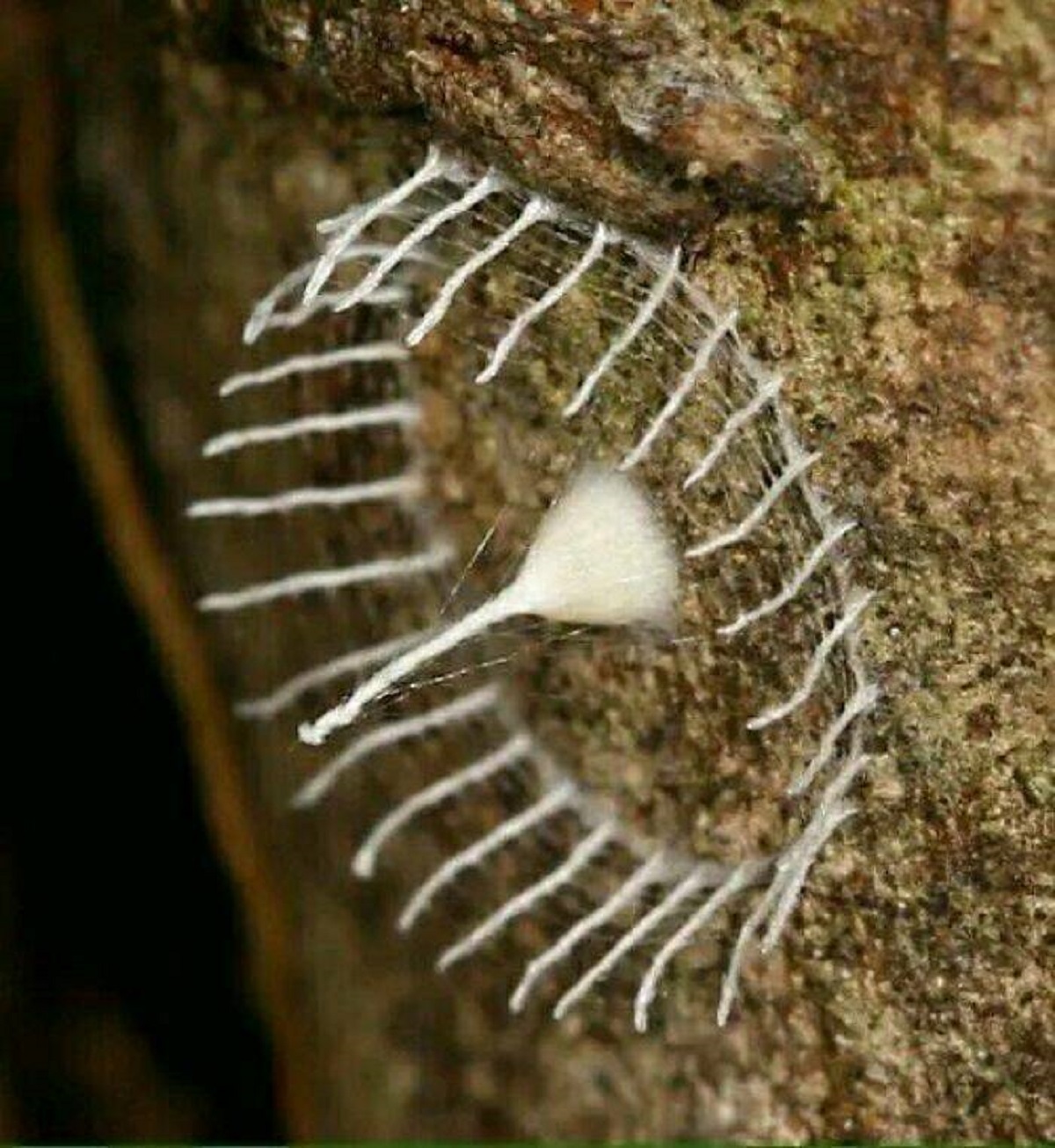 "Tiny Spider Built Fence Around Her Eggs For Protection Against Predators"