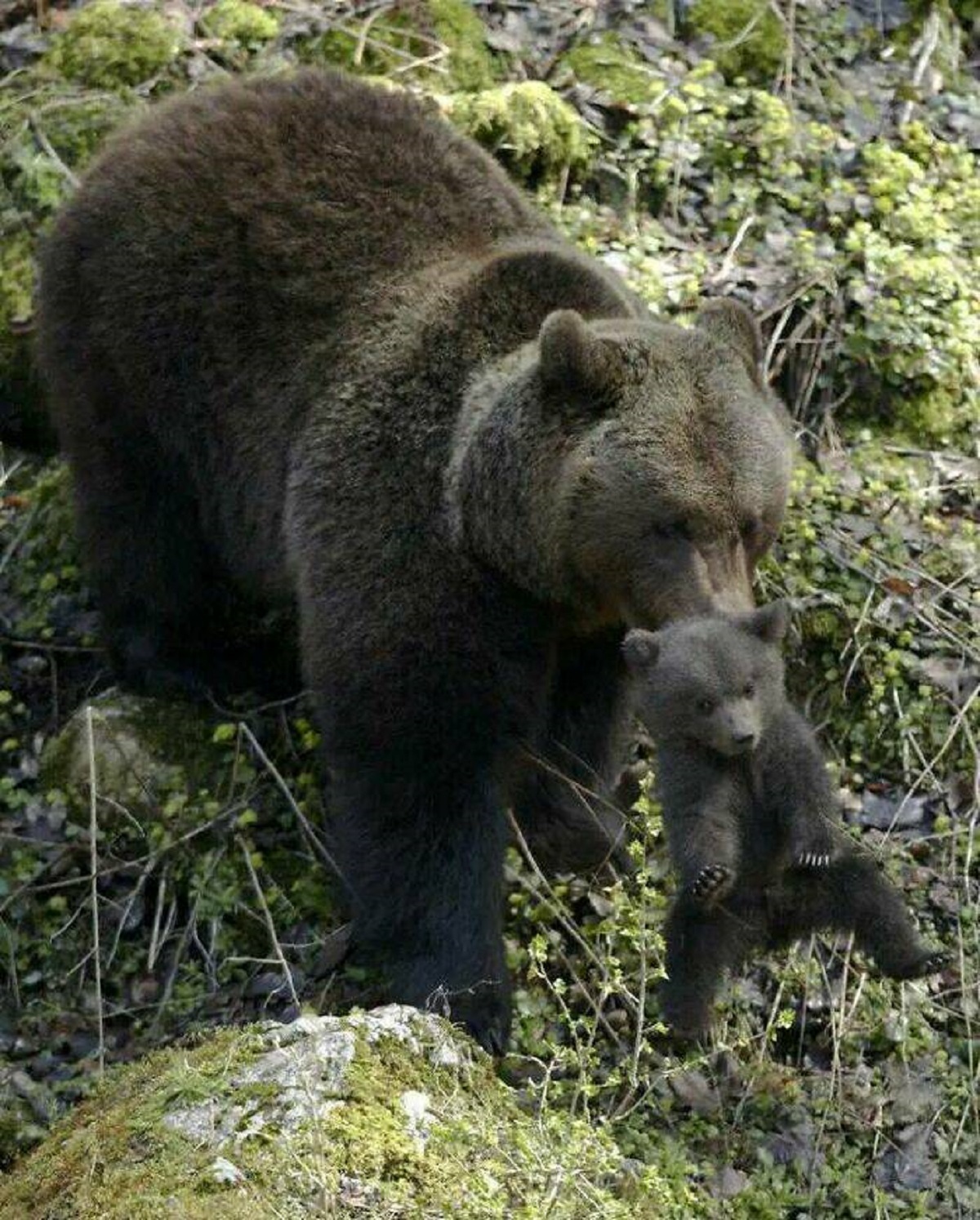 "Momma Bear Carry Her Cub By The Ruff Of His Neck. Look At The Cubs Facial Expression"