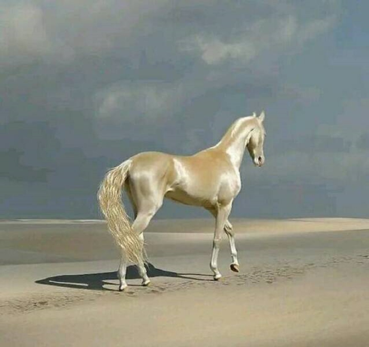 "The Akhal-Teke Is Probably The Most Beautiful Horse Breed In Existence"