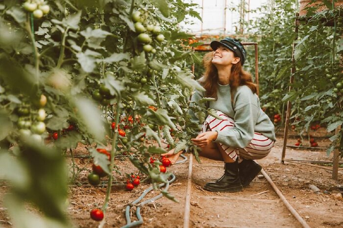 At least in my area, “Pick your own” farms. It used to be a way to get seasonal produce in bulk for a low cost because you supplied the labor of picking it. Then it became trendy to do. Now it is full of people and kids making a mess, damaging plants, picking unripe items or deciding what they picked isn’t “perfect” and throwing it on the ground, and eating huge amounts instead of buying. Farms have been forced to massively raise prices to compensate for the losses caused by people who have no business being in the field.