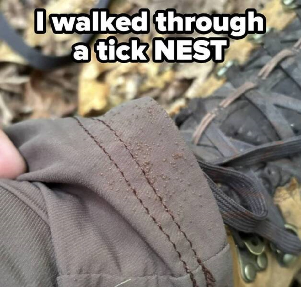 photo caption - I walked through a tick Nest