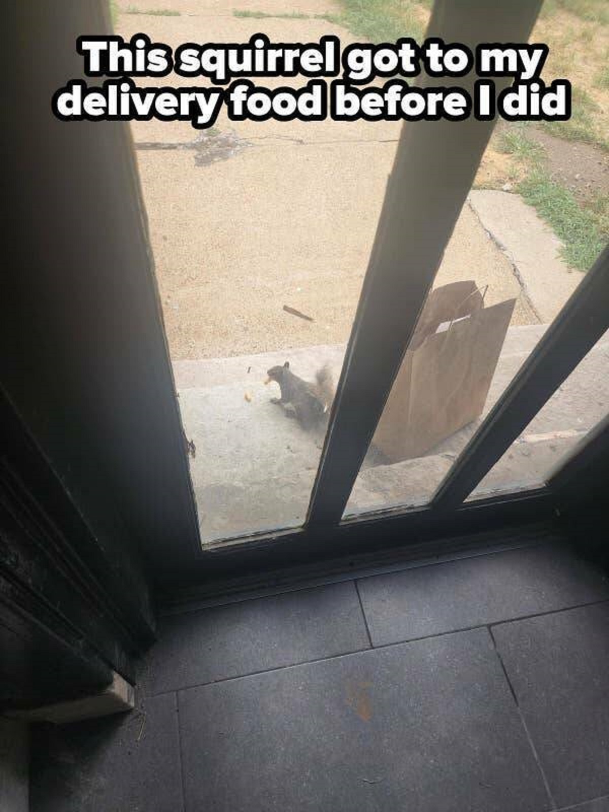 daylighting - This squirrel got to my delivery food before I did