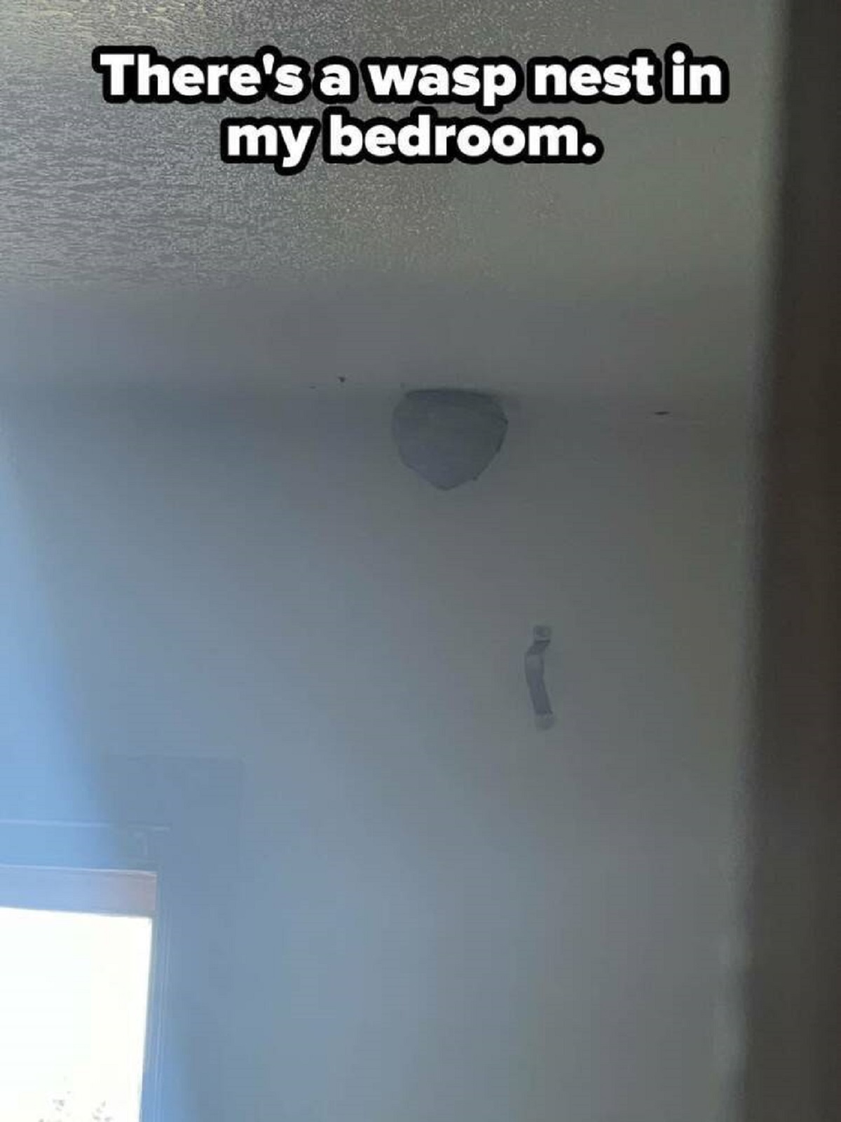 ceiling - There's a wasp nest in my bedroom.