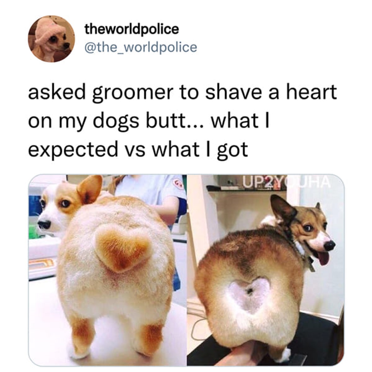 dog heart butt - theworldpolice asked groomer to shave a heart on my dogs butt... what I expected vs what I got UP2YUHA