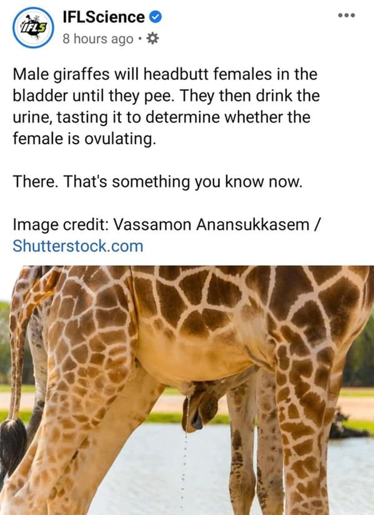 does a giraffe butthole look like - Ifls IFLScience 8 hours ago. Male giraffes will headbutt females in the bladder until they pee. They then drink the urine, tasting it to determine whether the female is ovulating. There. That's something you know now. I