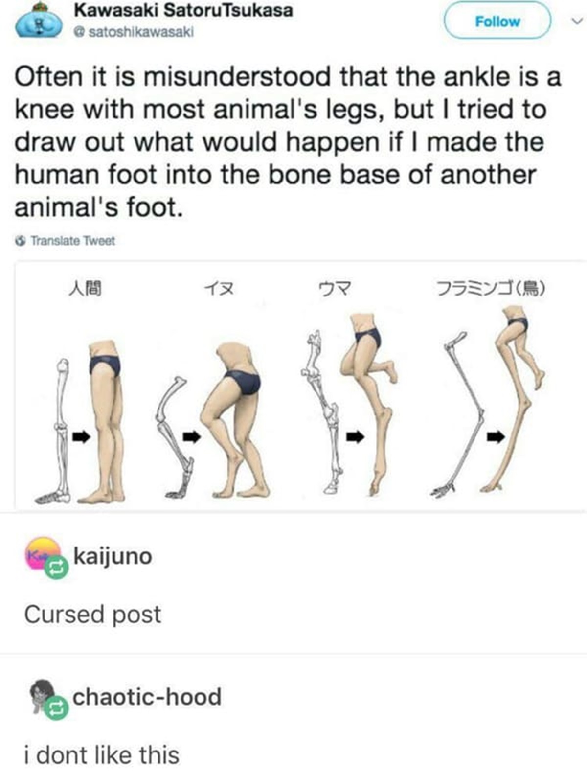 animal legs - Kawasaki Satoru Tsukasa Often it is misunderstood that the ankle is a knee with most animal's legs, but I tried to draw out what would happen if I made the human foot into the bone base of another animal's foot. Translate Tweet kaijuno Curse