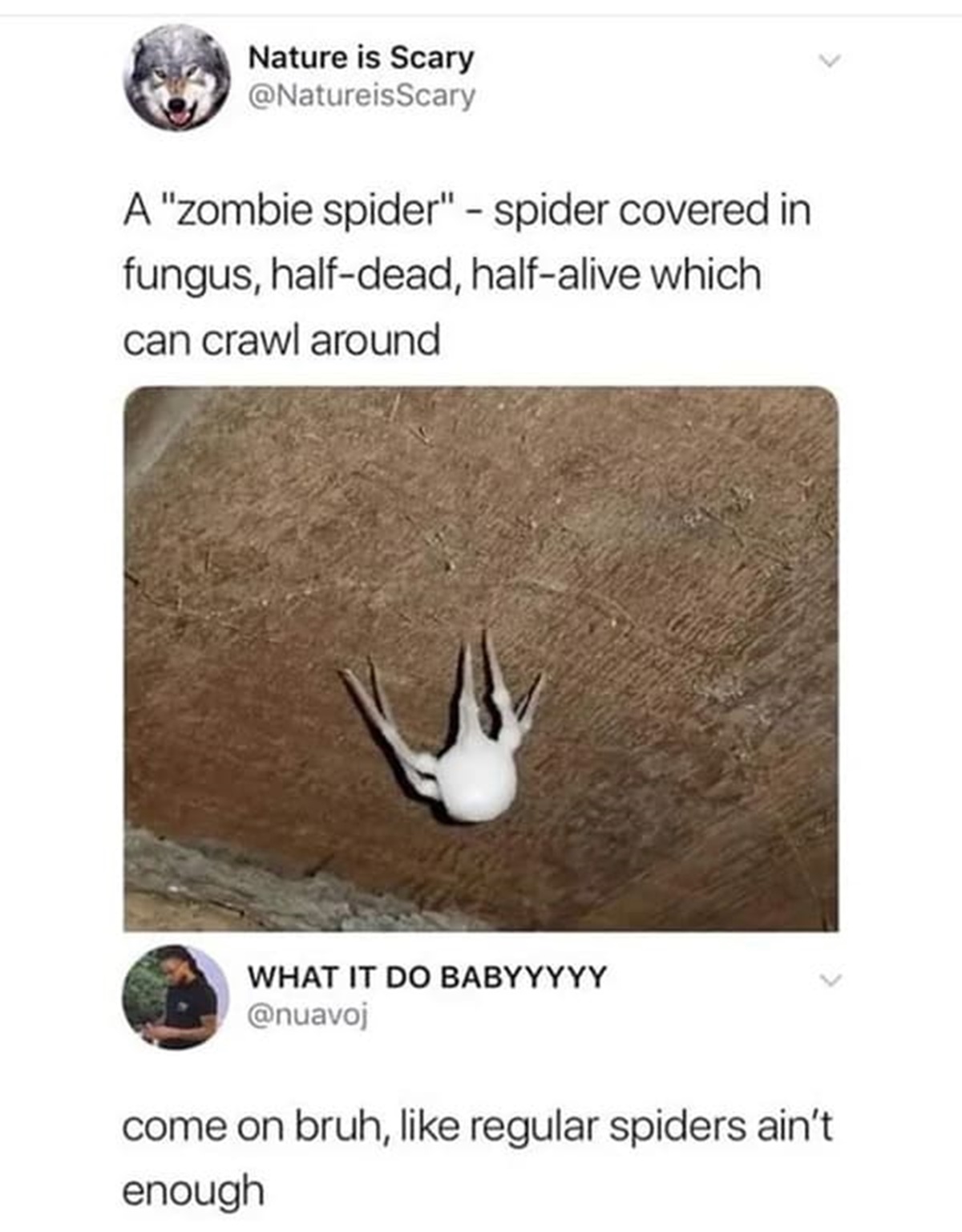 zombie spider fungus meme - Nature is Scary A "zombie spider" spider covered in fungus, halfdead, halfalive which can crawl around What It Do Babyyyyy come on bruh, regular spiders ain't enough