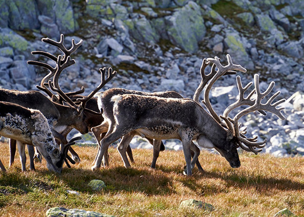 My gf once asked me why I believed in reindeers. She thought they were magical creatures like dragons or unicorns.