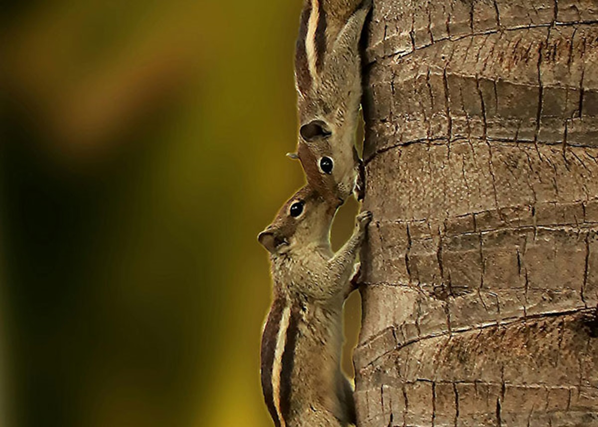 Knew a girl in high school who thought chipmunks were baby squirrels. While not the most outrageous thing to think, when we all told her that wasn't the case, the teacher told her that wasn't the case, the internet told her that wasn't the case and an encyclopedia from the library told her that wasn't the case, she refused to believe it. She even went so far as to lie about having a pet chipmunk that grew into a squirrel. I wonder how she's doing these days. Oh yea she's in the United States House of Representatives. Figures.