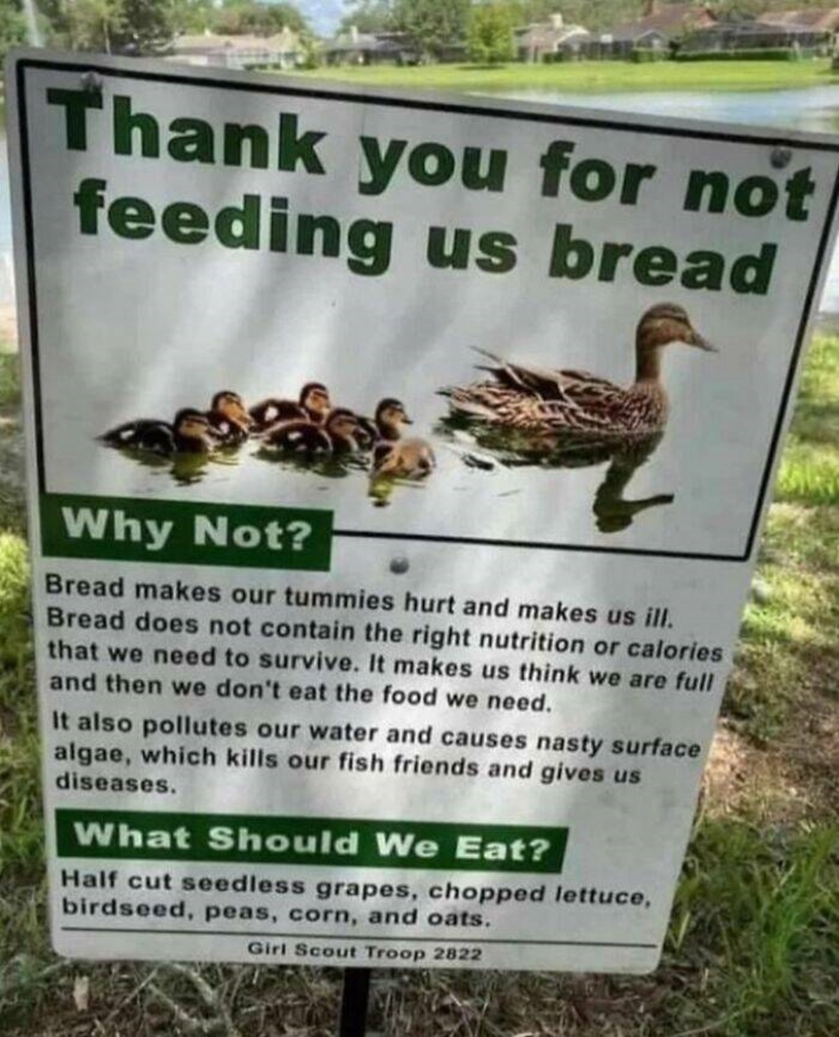 mallard - Thank you for not feeding us bread Why Not? Bread makes our tummies hurt and makes us ill. Bread does not contain the right nutrition or calories that we need to survive. It makes us think we are full and then we don't eat the food we need. It a