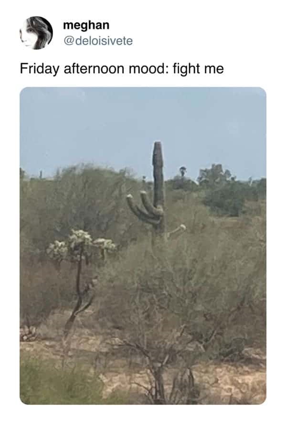 hedgehog cactus - meghan Friday afternoon mood fight me