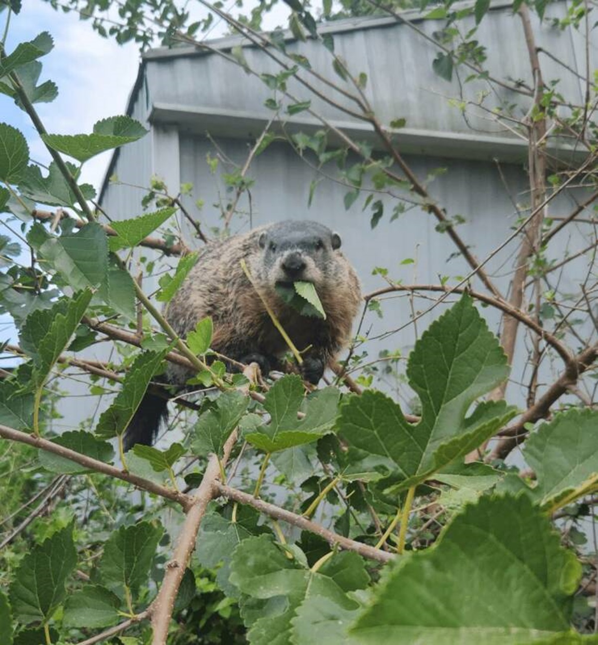 cool things you don't see every day - groundhog