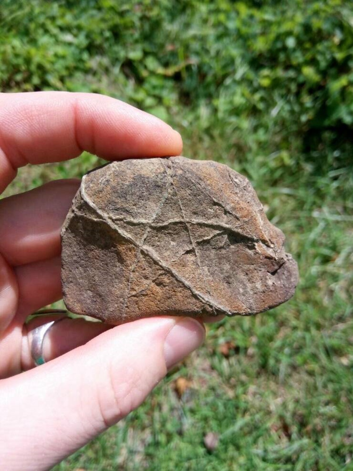 cool things you don't see every day - oak toad