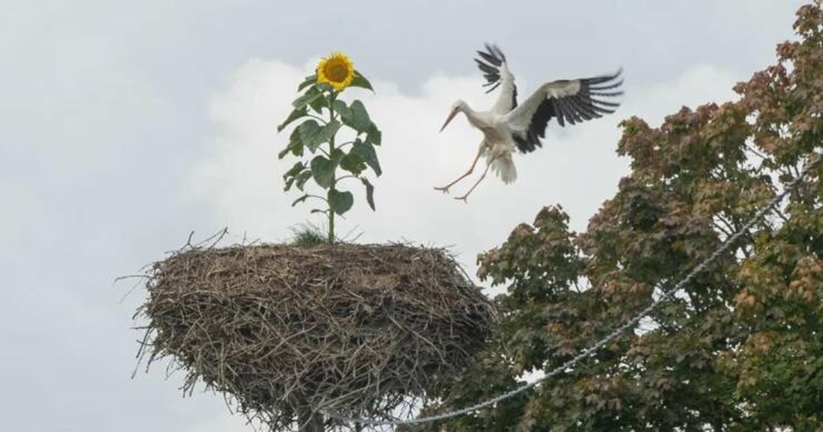 cool things you don't see every day - Bird nest