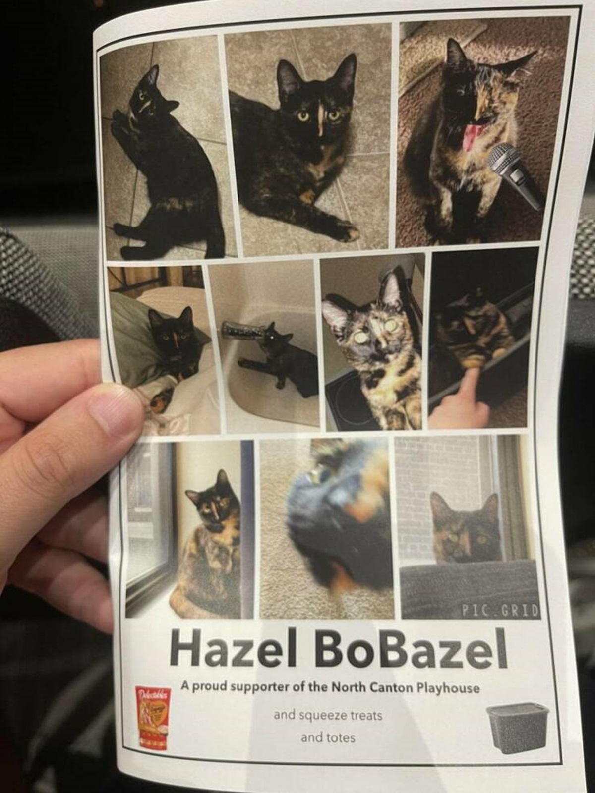 cool things you don't see every day - domestic short-haired cat - Delectables Pic Grid Hazel BoBazel A proud supporter of the North Canton Playhouse and squeeze treats and totes