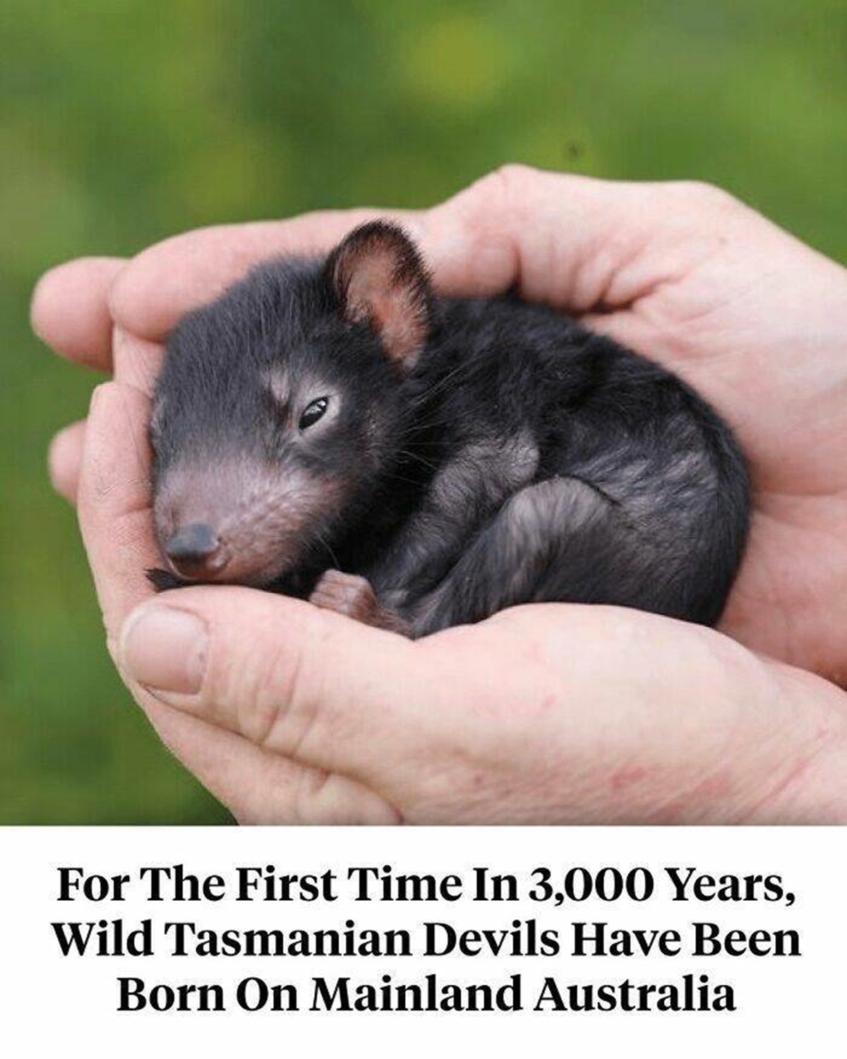 "Seven Baby Tasmanian Devils Were Just Born In The Wild On Mainland Australia For The First Time In 3,000 Years"

"At the time, they were hunted to extinction by dingoes. But today, they are still at risk. Tasmanian devils are endangered on the island of Tasmania, having lost 90 percent of their population since 1996 due to a contagious form of cancer. Only about 25,000 remain. Their reintroduction to the Australian mainland hopes to counteract the drastic population decline of the past 25 years"