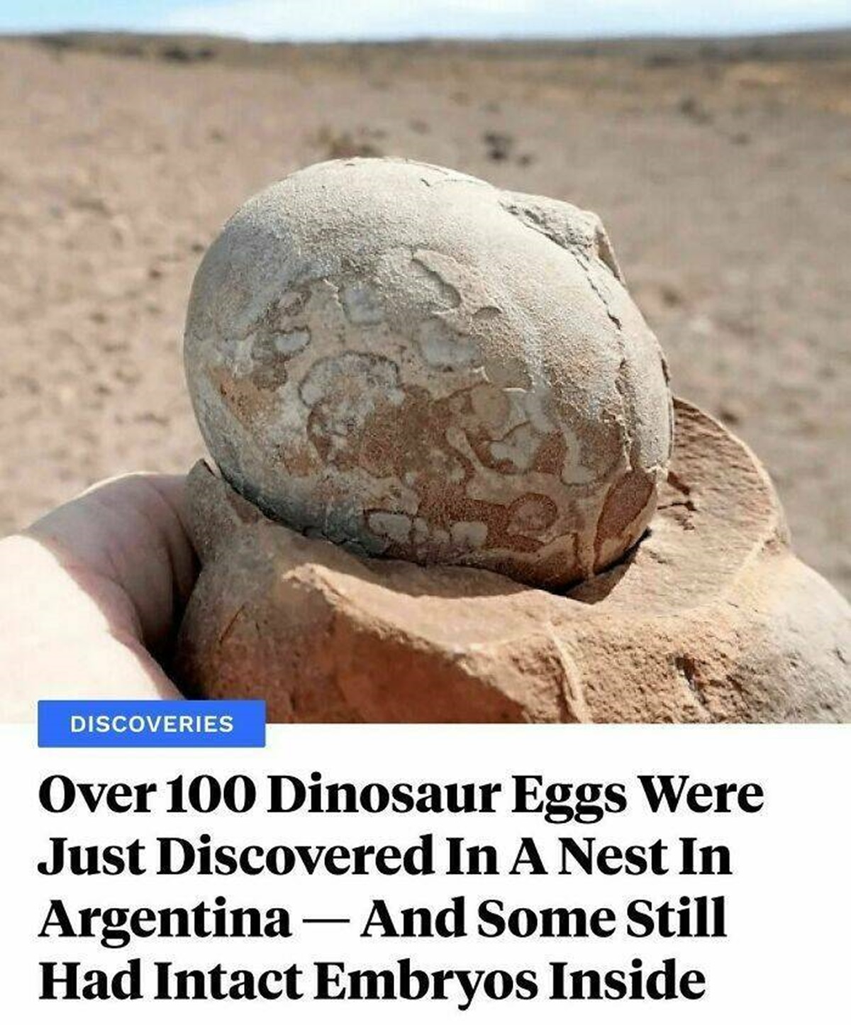 "I Went To This Site Aiming To Find At Least One Nice Dinosaur Skeleton. We Ended Up With 80 Skeletons And More Than 100 Eggs."⁠

"During an exploration of a dinosaur graveyard in southern Patagonia, paleontologists found over 100 eggs in a massive nest — and some still had embryos inside. Furthermore, this discovery offers the first indisputable evidence pointing to the fact that some dinosaurs lived in herds. These 193-million-year-old findings prove that dinosaurs had a complex social structure and even shared in raising the whole community."