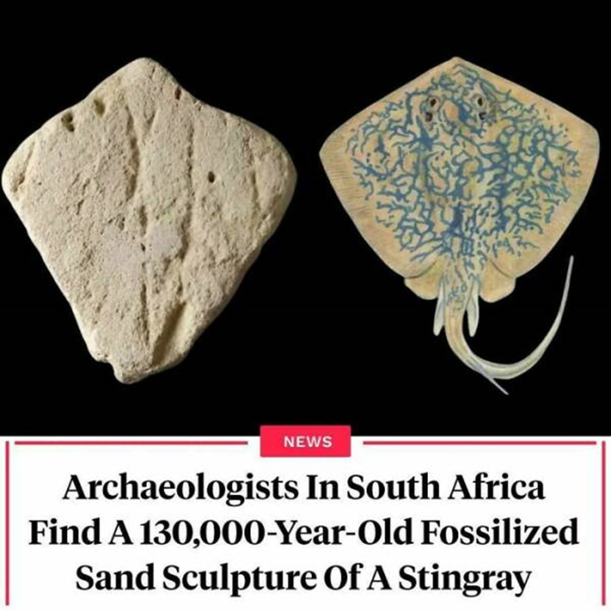 "The Near-Perfect Outline And Proportions Are Evident Through Comparing The Symmetrical Outline Of The Specimen With That Of A Blue Stingray."⁠

"Archaeologists believe that this seemingly normal rock found on the coast of South Africa may actually be the world's earliest example of animal art. The stone is shaped like a kite and has symmetrical markings that are almost exactly the same as those seen on blue stingrays. There is even a stub at the base of the rock where the creature's tail may have been drawn on. Researchers didn't want to damage the artifact by dating it, so they analyzed surrounding stones to determine that the drawing was likely made in sand 130,000 years ago before fossilizing into its current form."