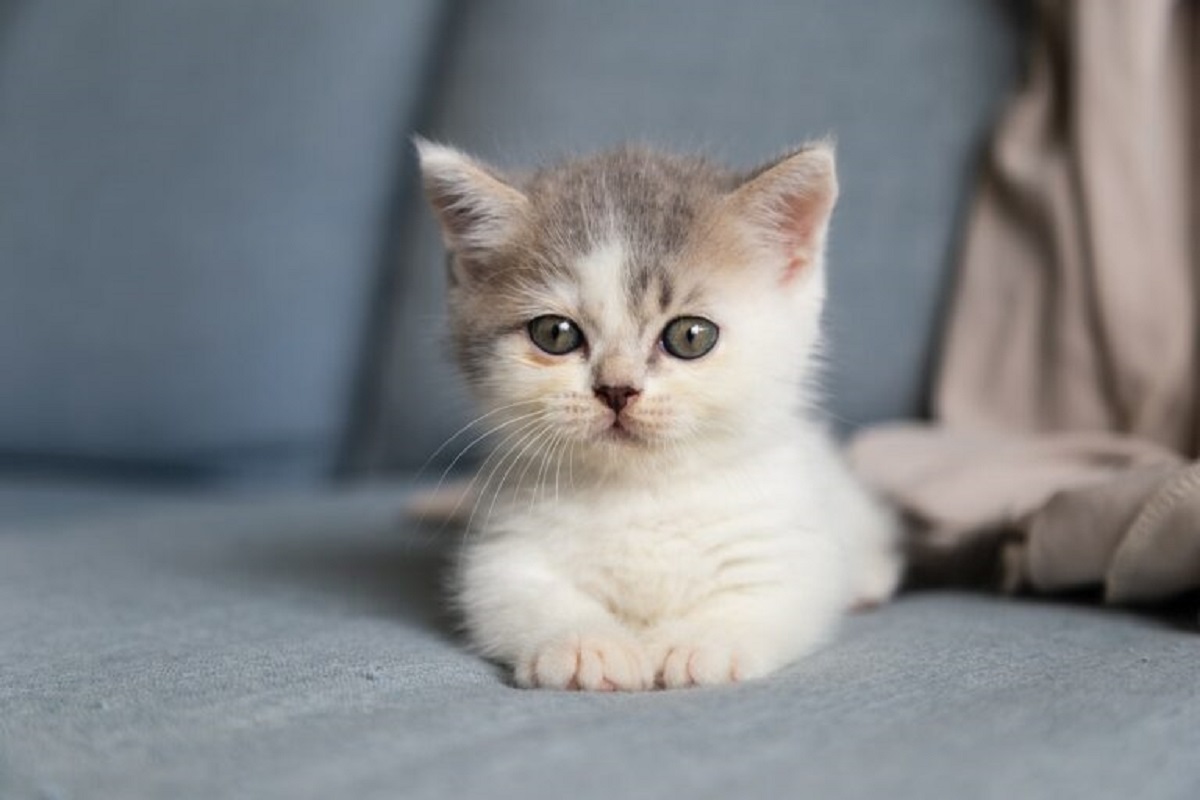 That kitten’s baby teeth also fall out. Found out when playing with my cat he was young.
The rollercoaster of emotions between it happening and me googling while holding a little ~~canine~~ fang in my hand.